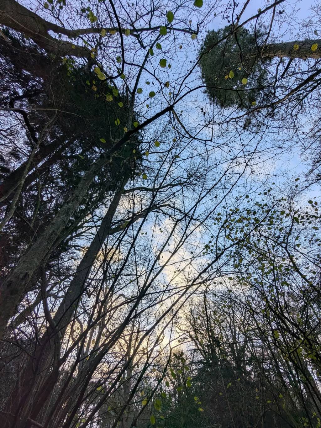 There’s a reason you like yourself more in&nbsp;forests.